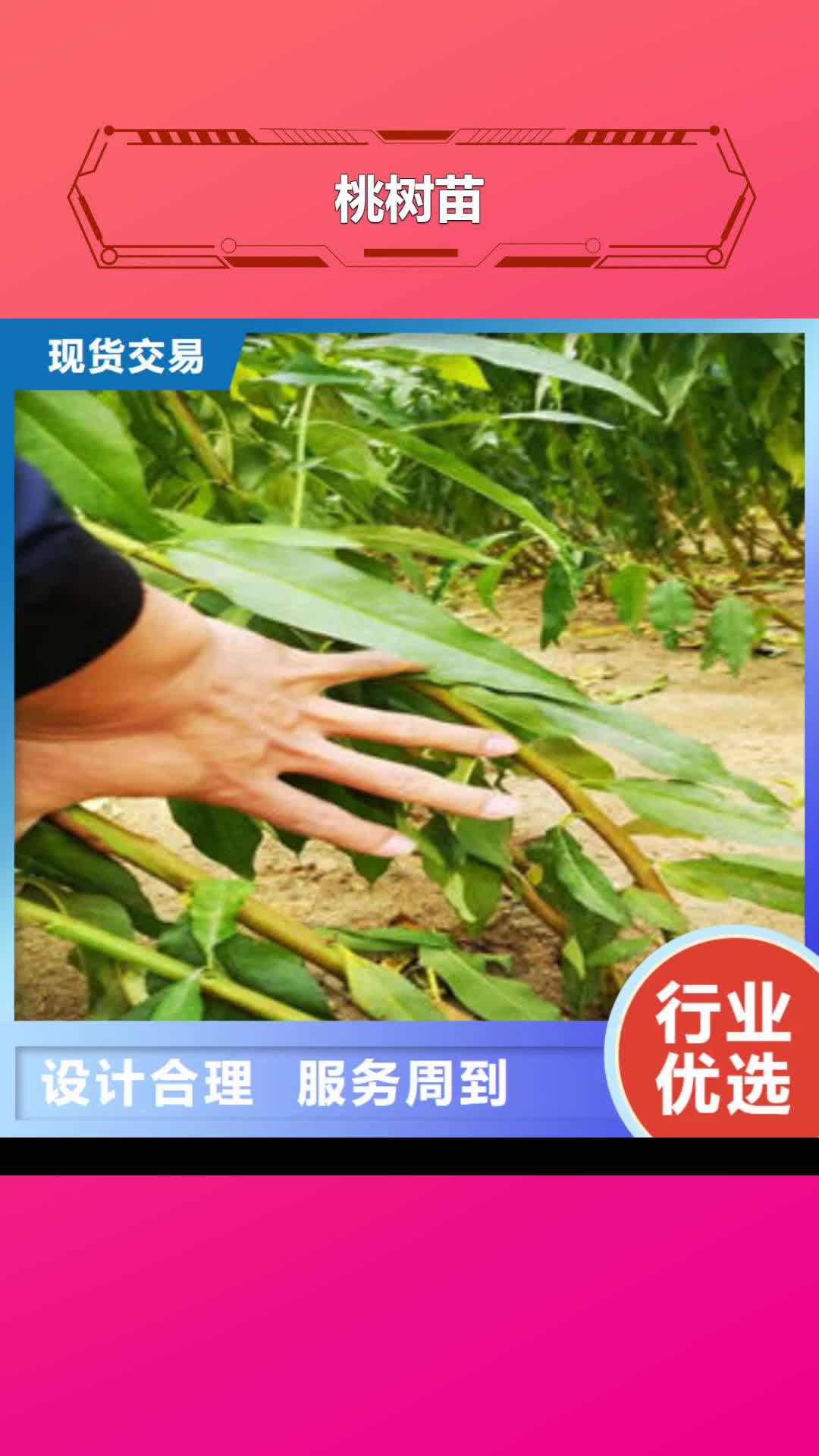 白银【桃树苗】-蓝莓苗值得信赖