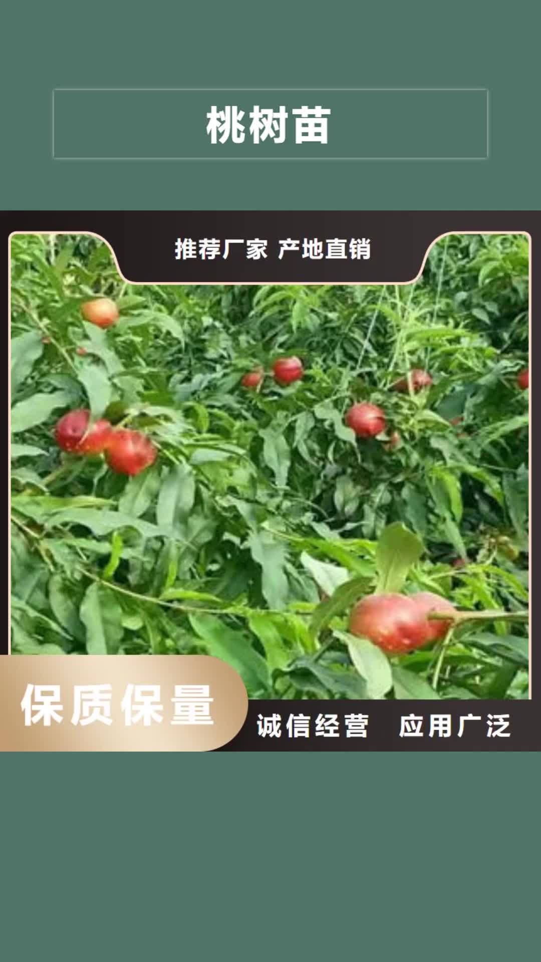 济南 桃树苗,【板栗苗】实力厂商