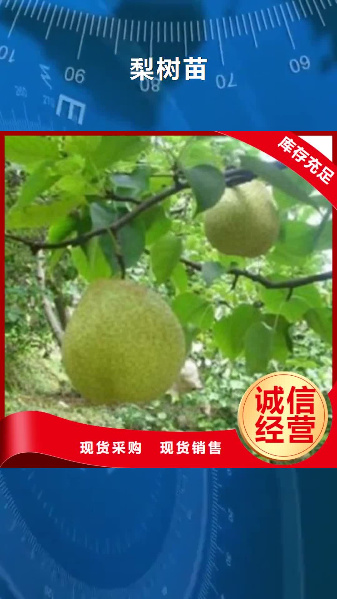 【咸宁 梨树苗-葡萄苗欢迎新老客户垂询】