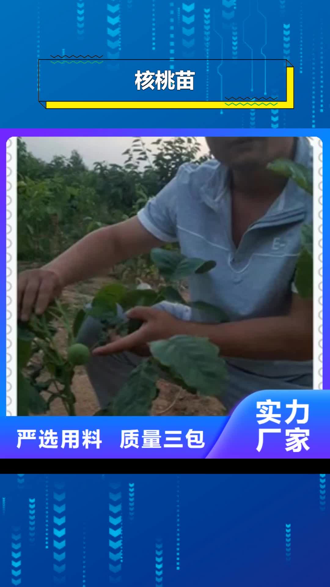 【乐山 核桃苗,梨树苗质量检测】