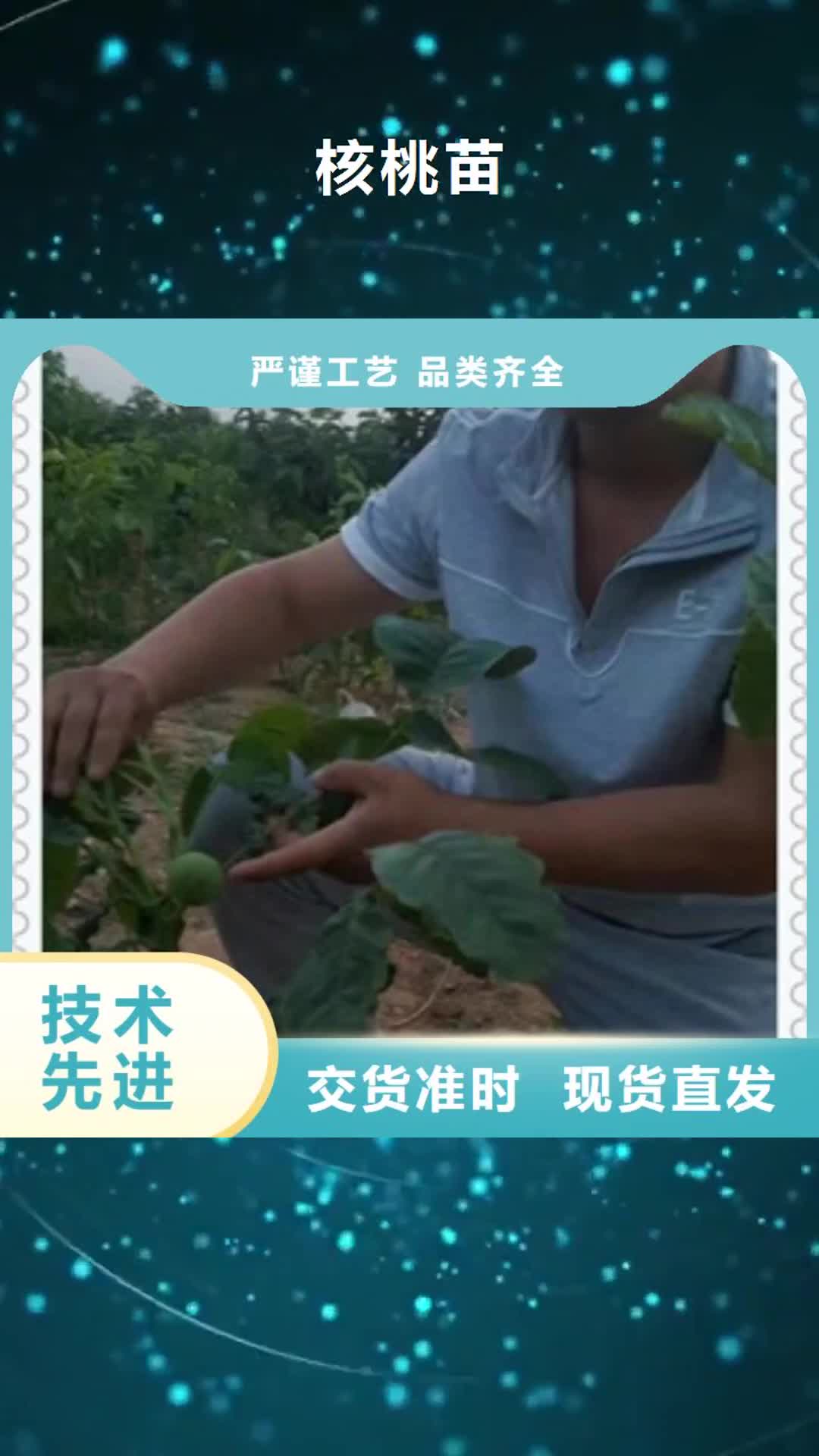 九江【核桃苗】梨树苗应用领域