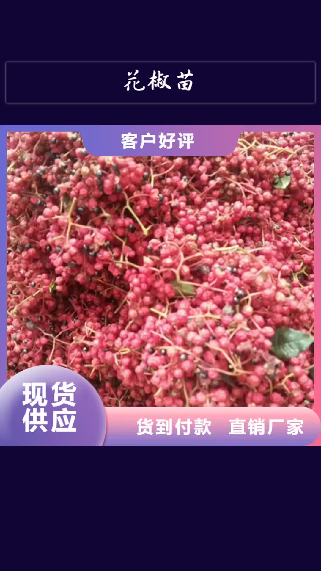 【晋中 花椒苗板栗苗好产品放心购】