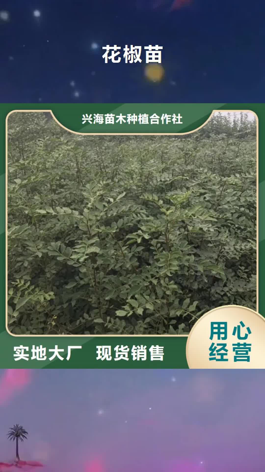 朔州 花椒苗_【板栗苗】品质之选