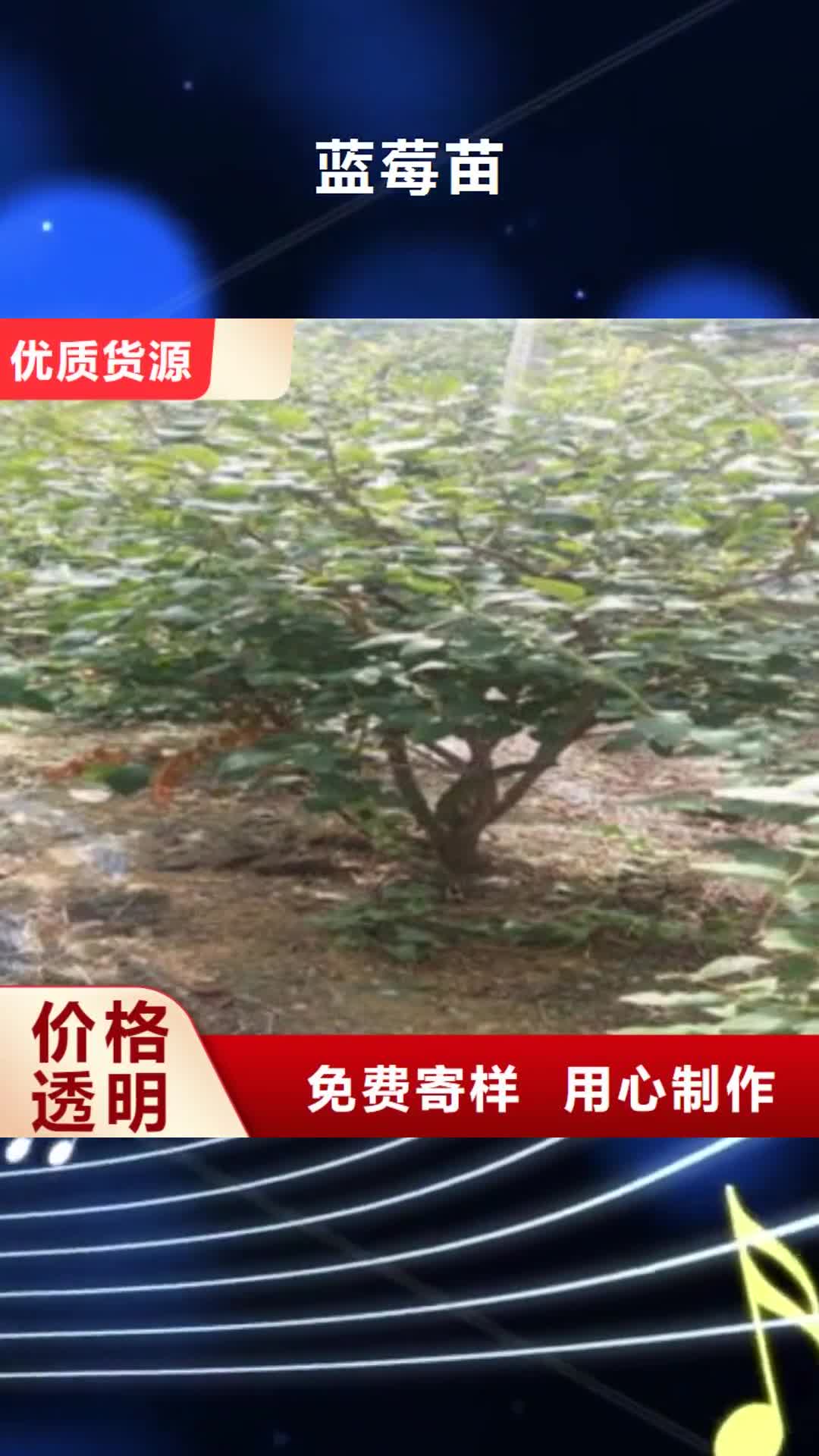 张掖【蓝莓苗】 花椒苗价格合理