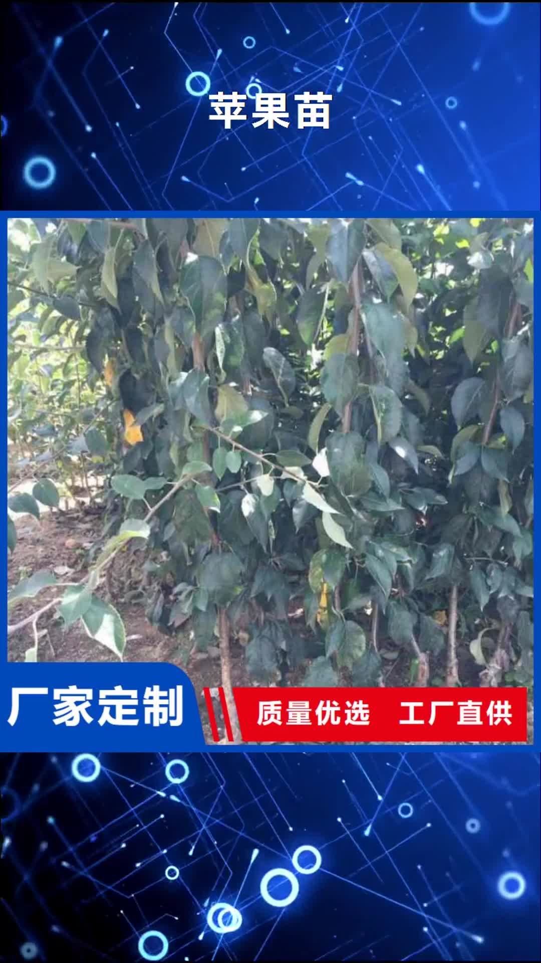 吉林【苹果苗】 梨树苗今日新品
