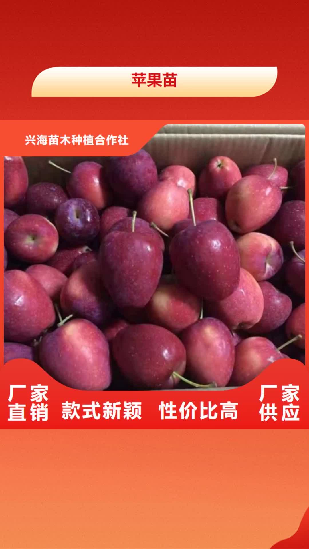 【开封 苹果苗-蓝莓苗质量安心】