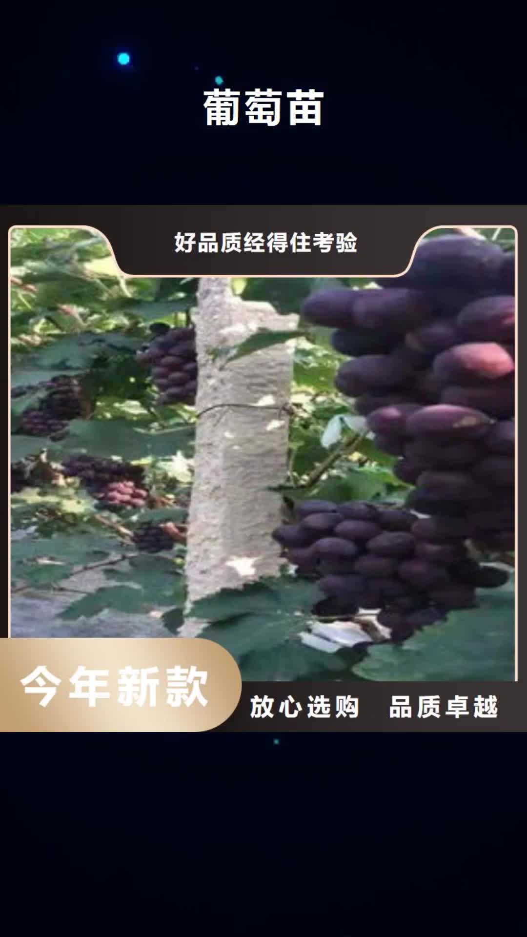 扬州【葡萄苗】_花椒苗厂家型号齐全