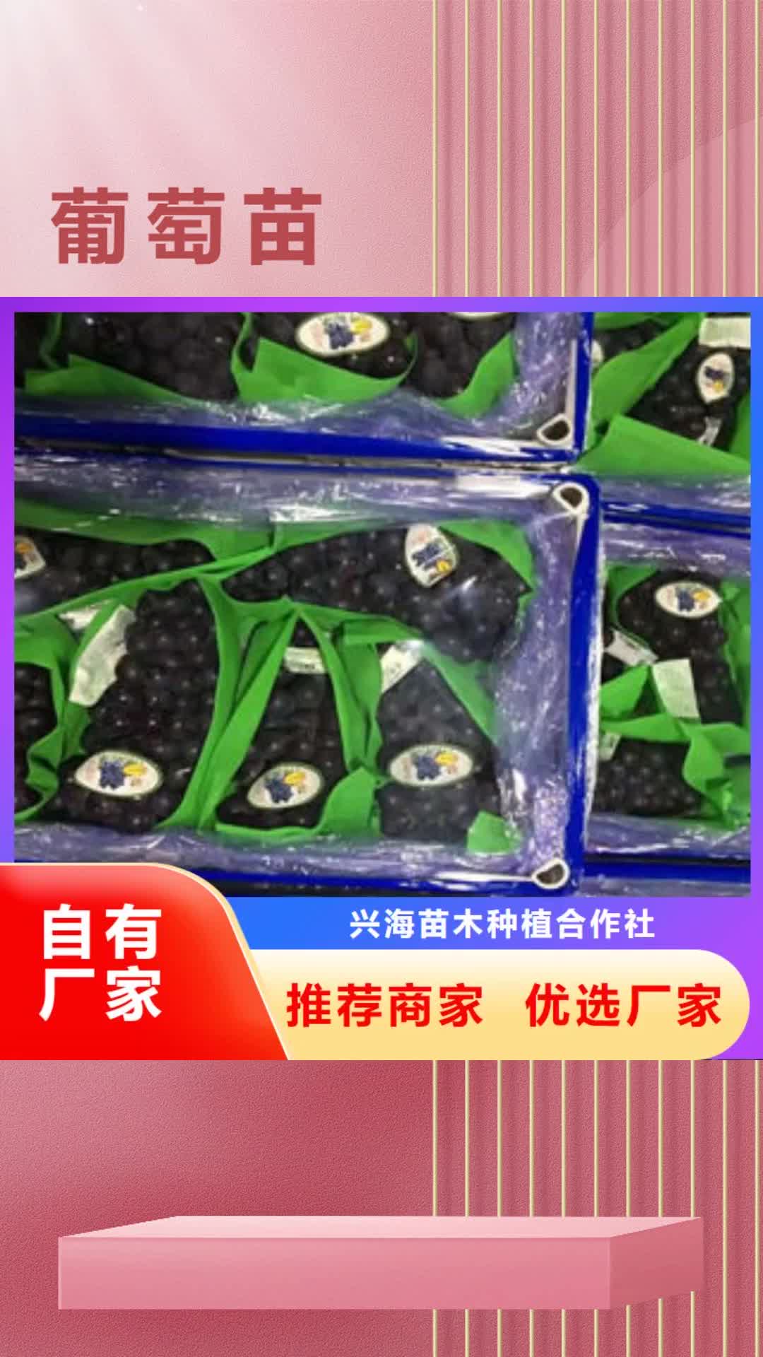 淮安【葡萄苗】_核桃苗现货供应