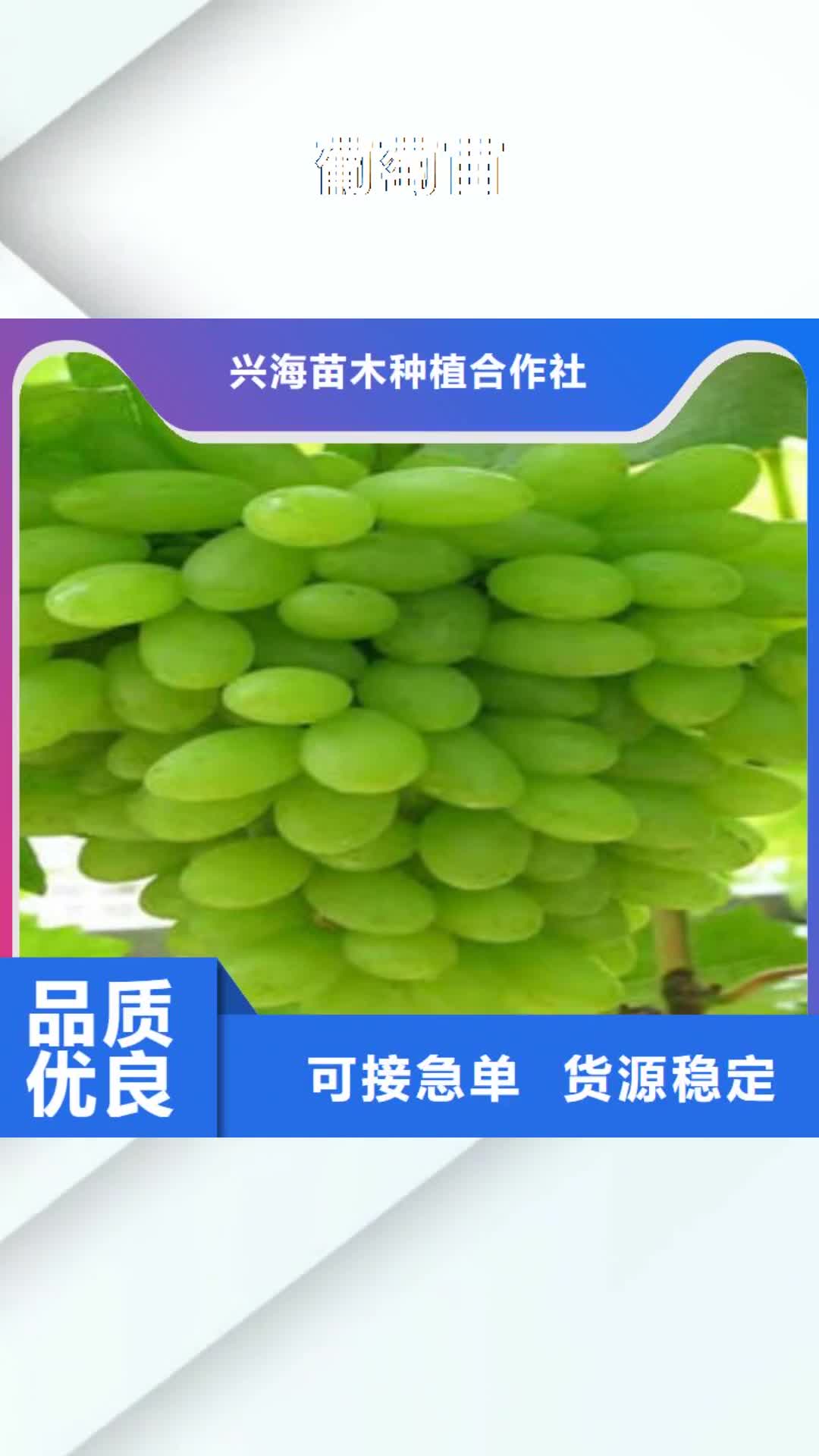 哈尔滨 葡萄苗,【梨树苗】诚信经营现货现发