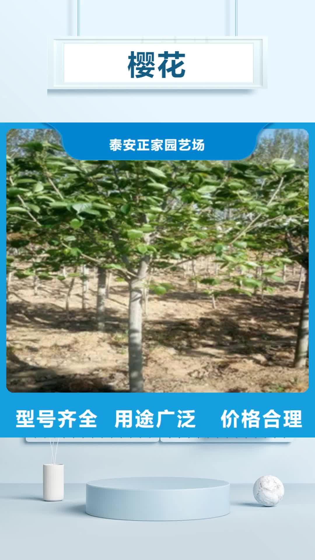 马鞍山 樱花_【核桃苗 樱花苗 长果桑树苗】厂家自营