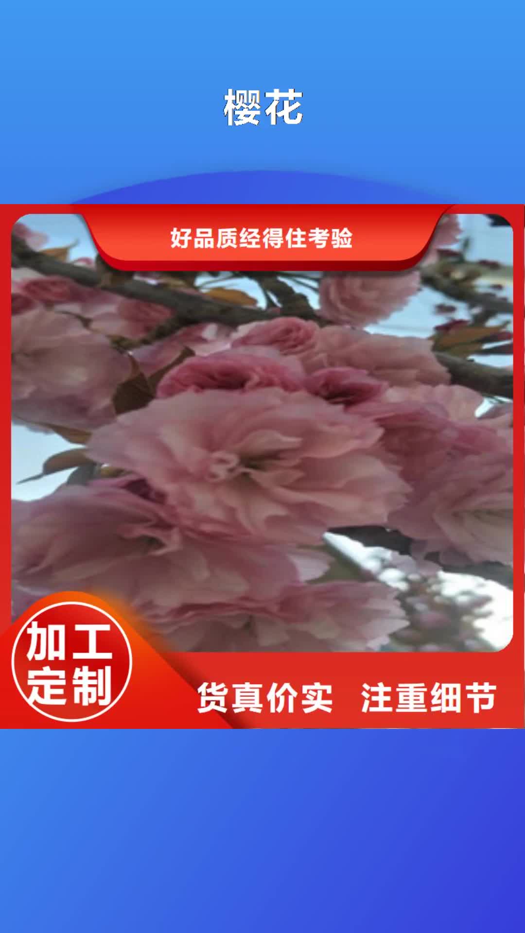 景德镇【樱花】蓝莓苗规格齐全