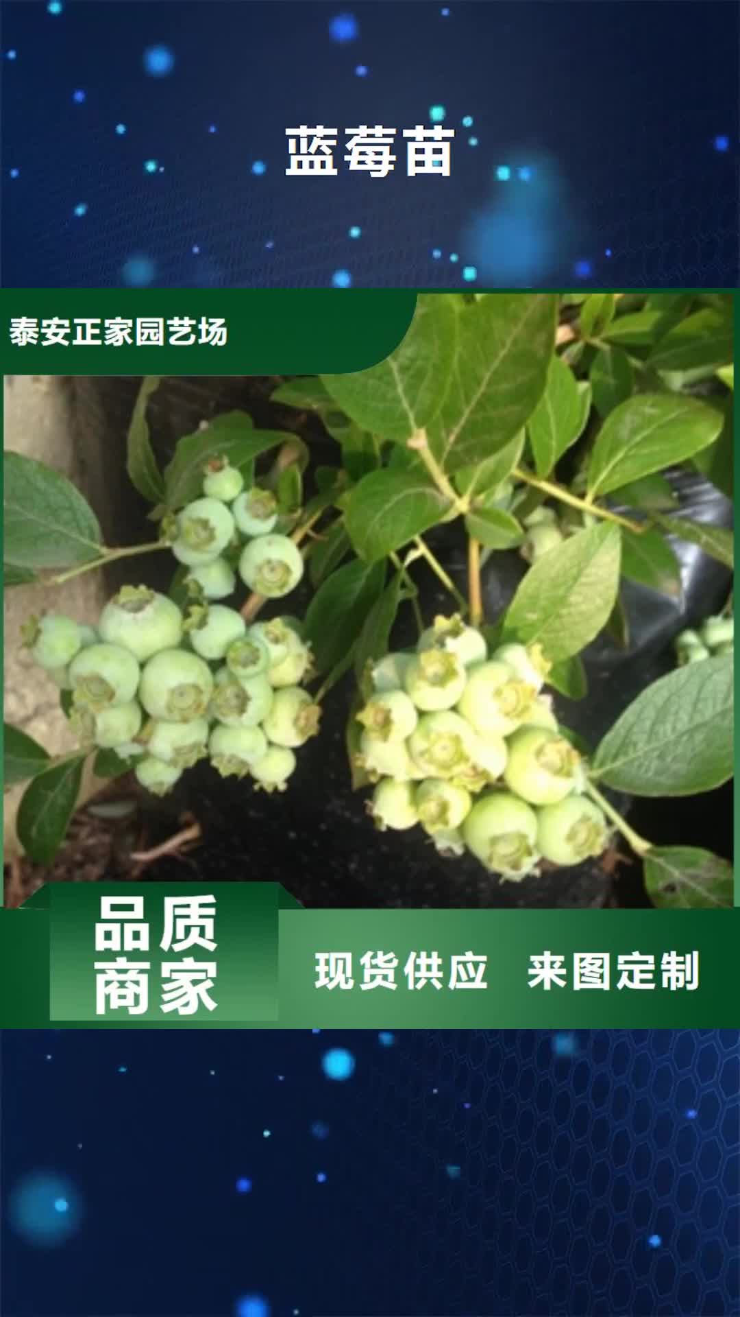【抚顺 蓝莓苗_绿化树 绿化工程质量看得见】