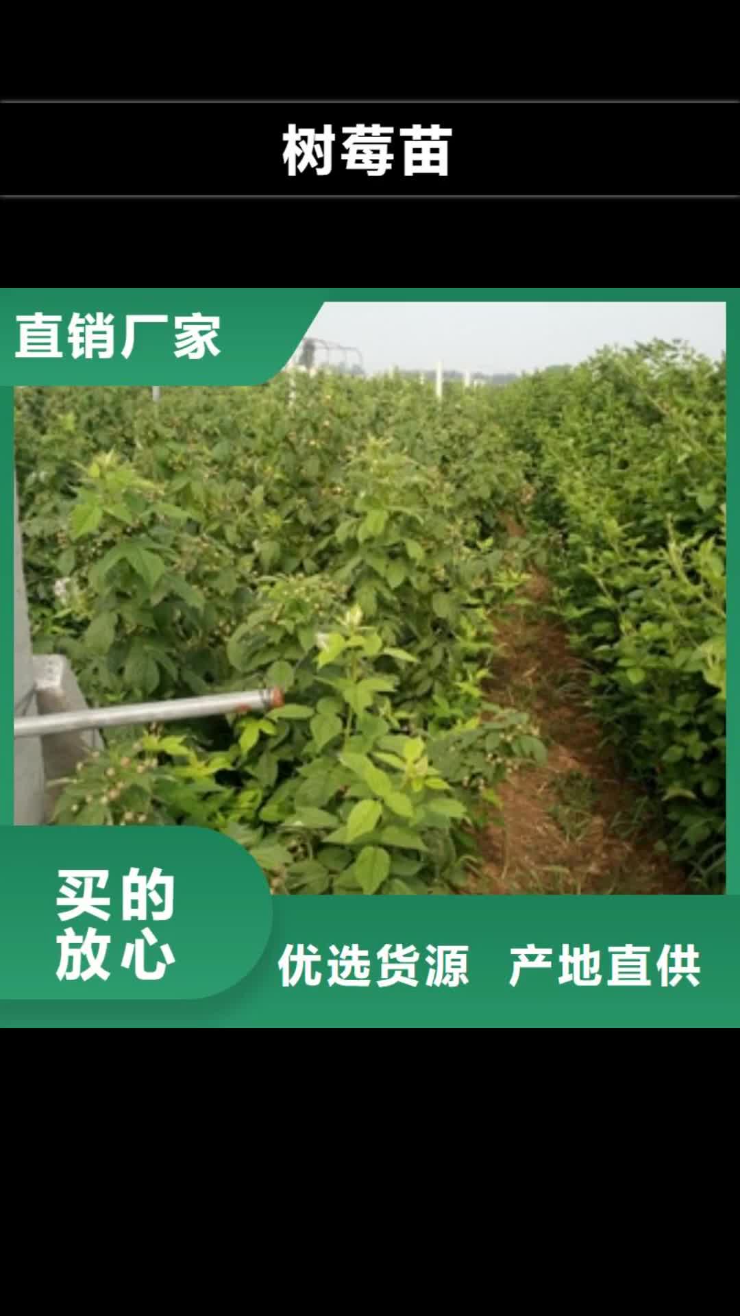 【铜陵 树莓苗_蓝莓苗品质优选】