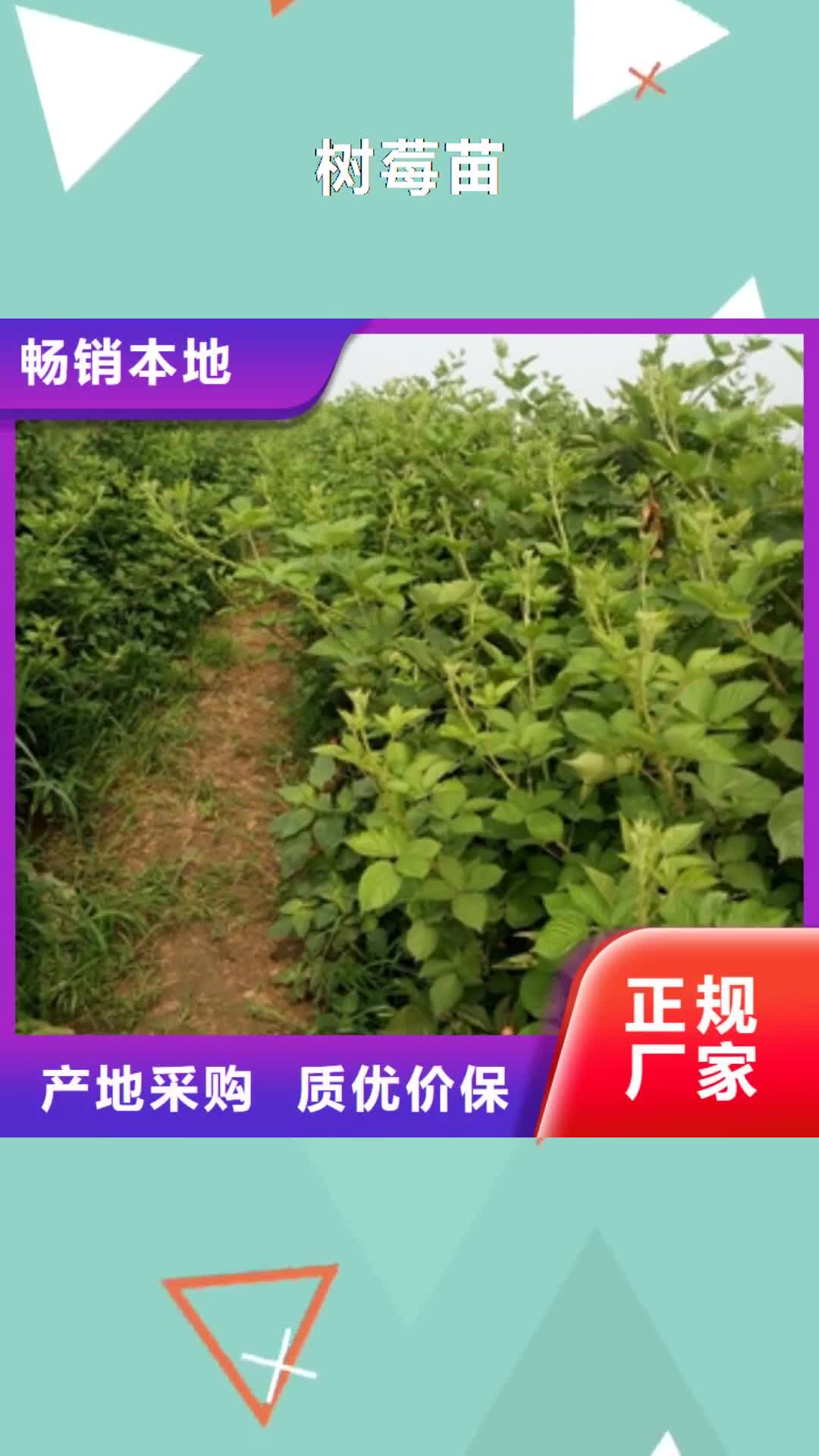 通辽 树莓苗【绿化树 绿化工程】每一处都是匠心制作