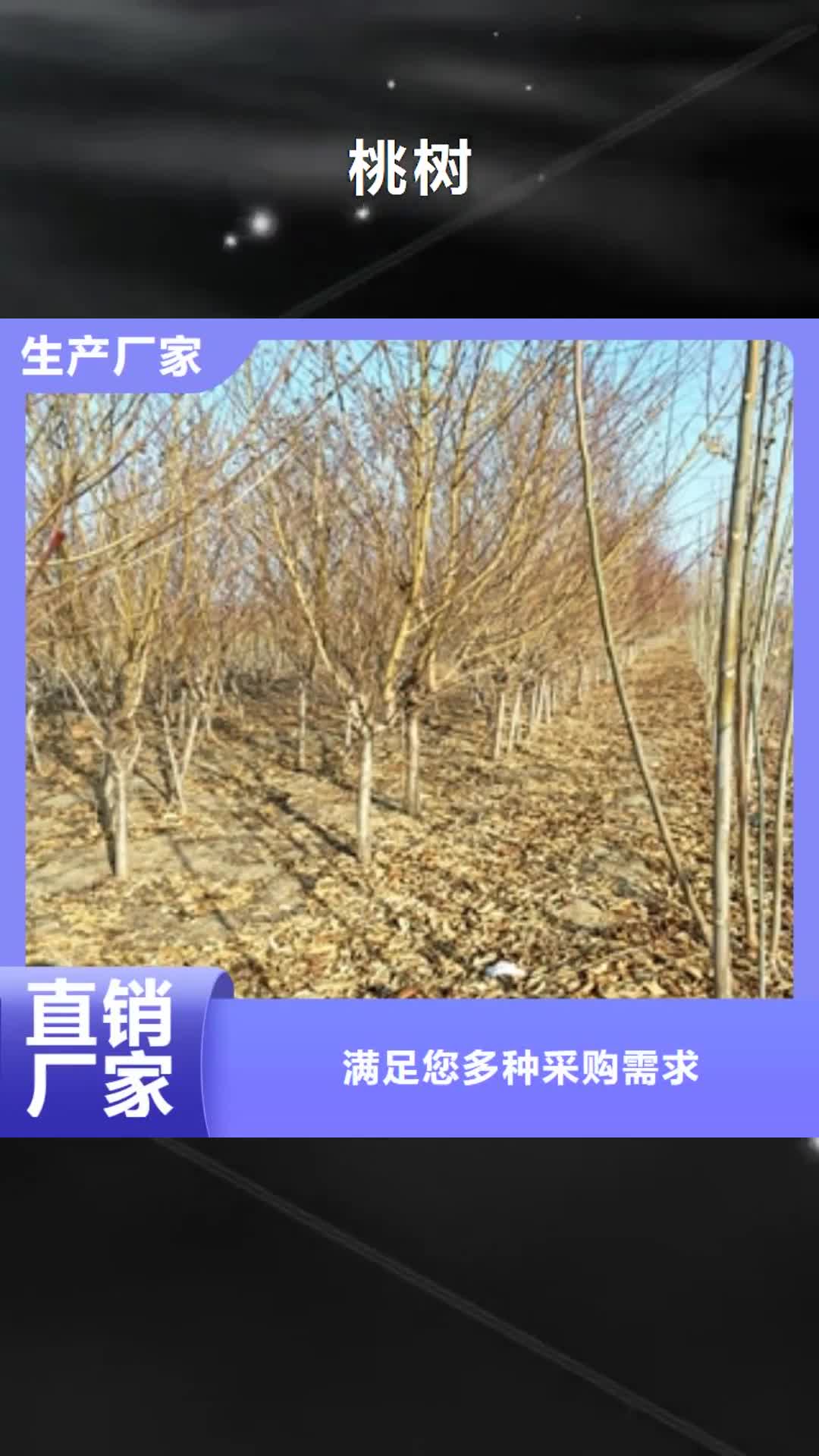 【忻州 桃树 蓝莓苗符合行业标准】