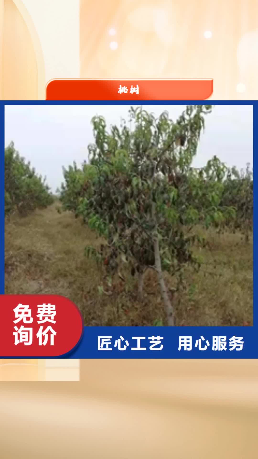 【红河 桃树-占地果树定制不额外收费】