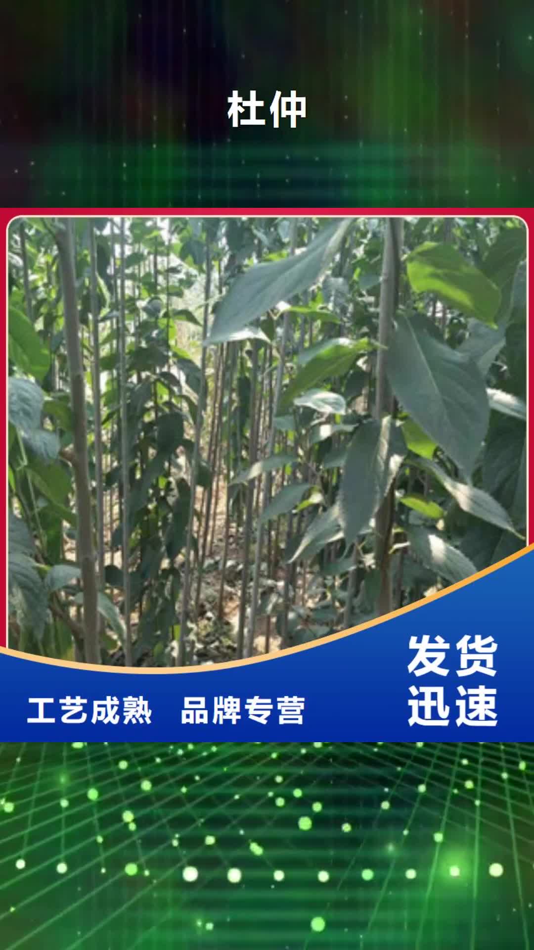 株洲【杜仲】核桃苗 樱花苗 长果桑树苗质量上乘