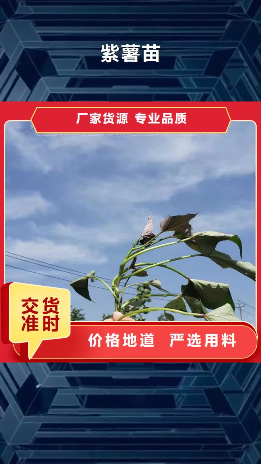 【巢湖 紫薯苗 南瓜粉厂家实力大】