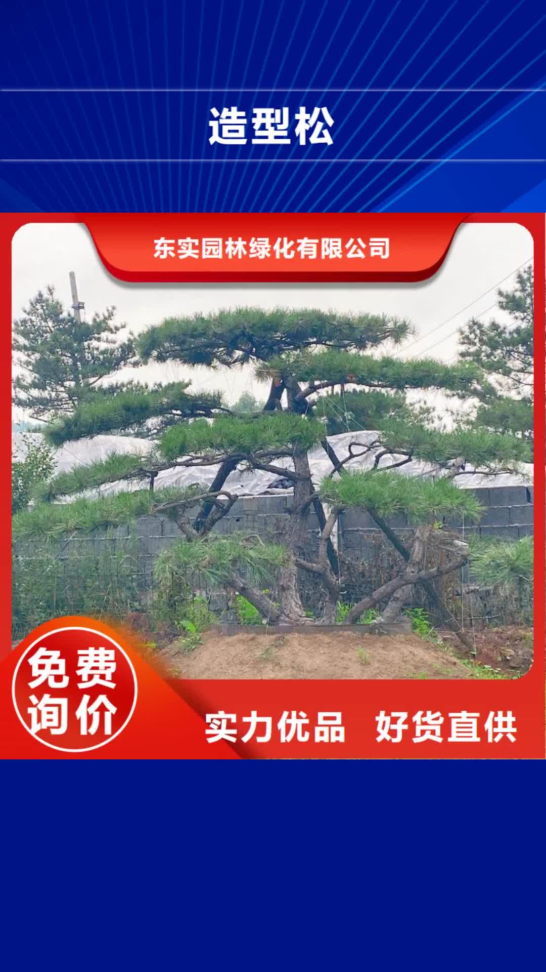 肇庆 造型松N年大品牌