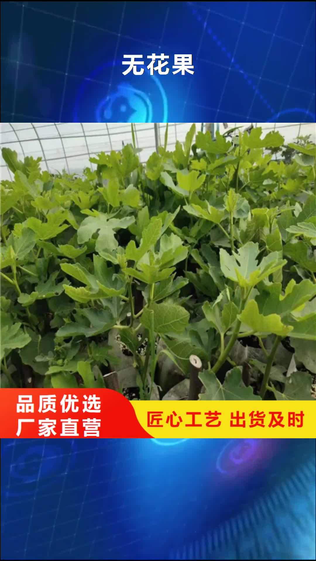 林芝 无花果,【猕猴桃苗】现货齐全售后无忧