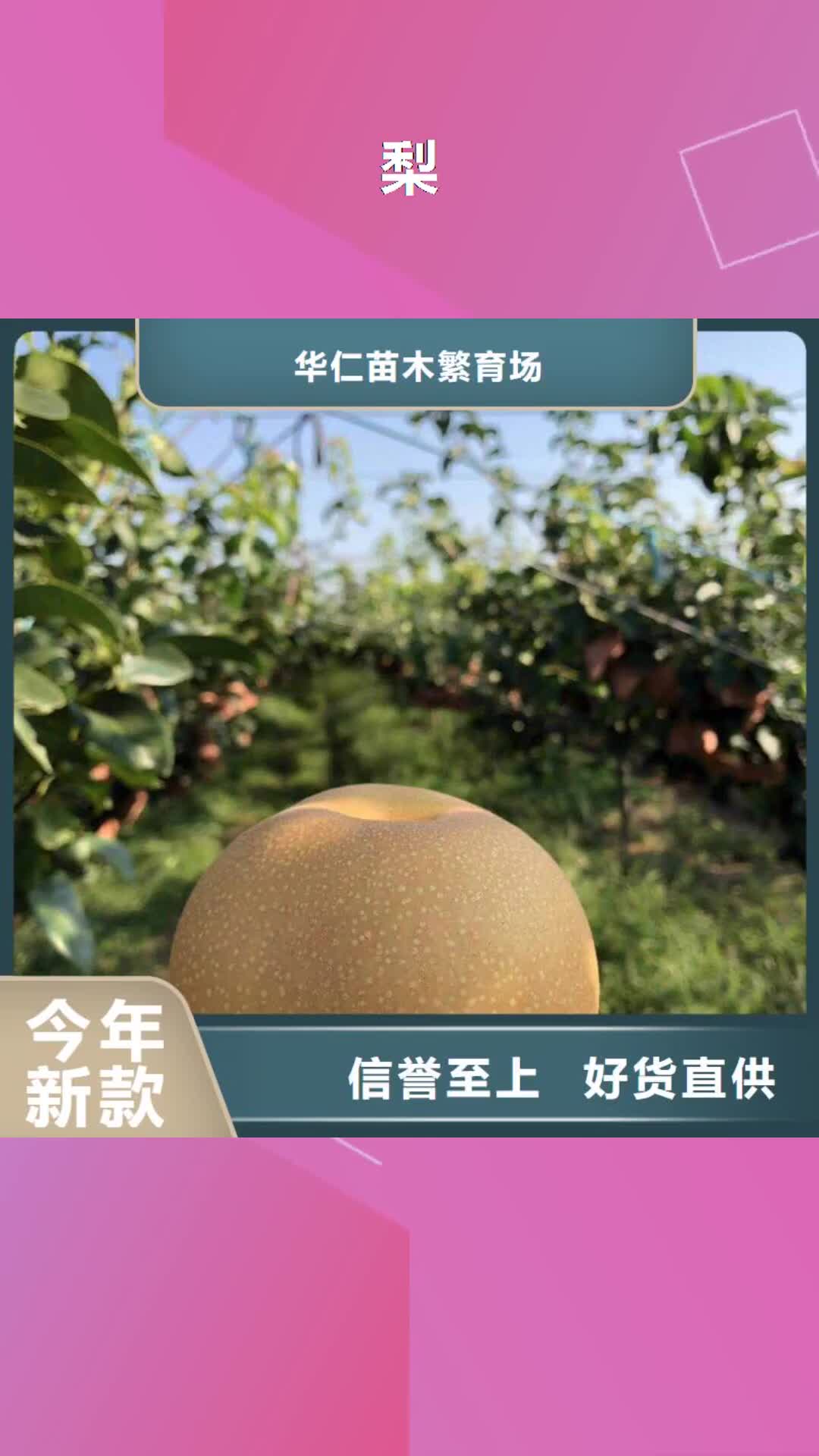 【邯郸 梨新梨7号梨树苗免费回电】