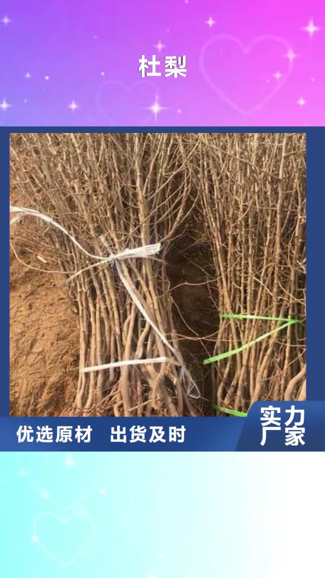 白银 杜梨【红香酥梨树苗】为您精心挑选