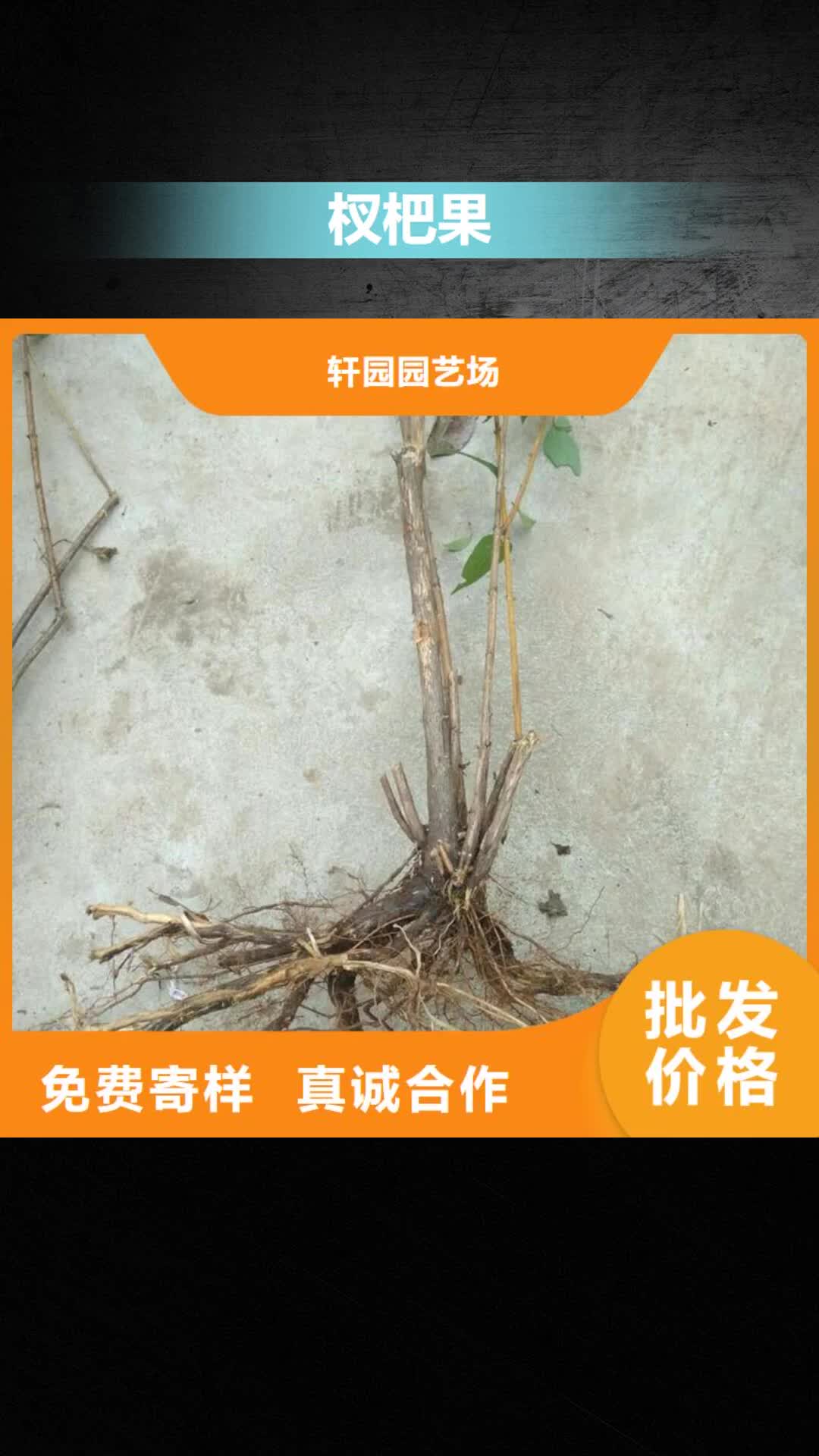 池州 杈杷果_【石榴树】今年新款