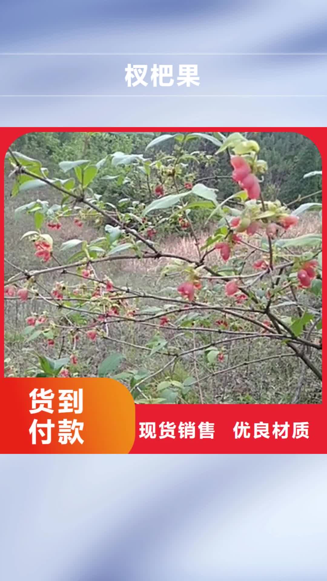 【鞍山 杈杷果-梨树苗追求细节品质】
