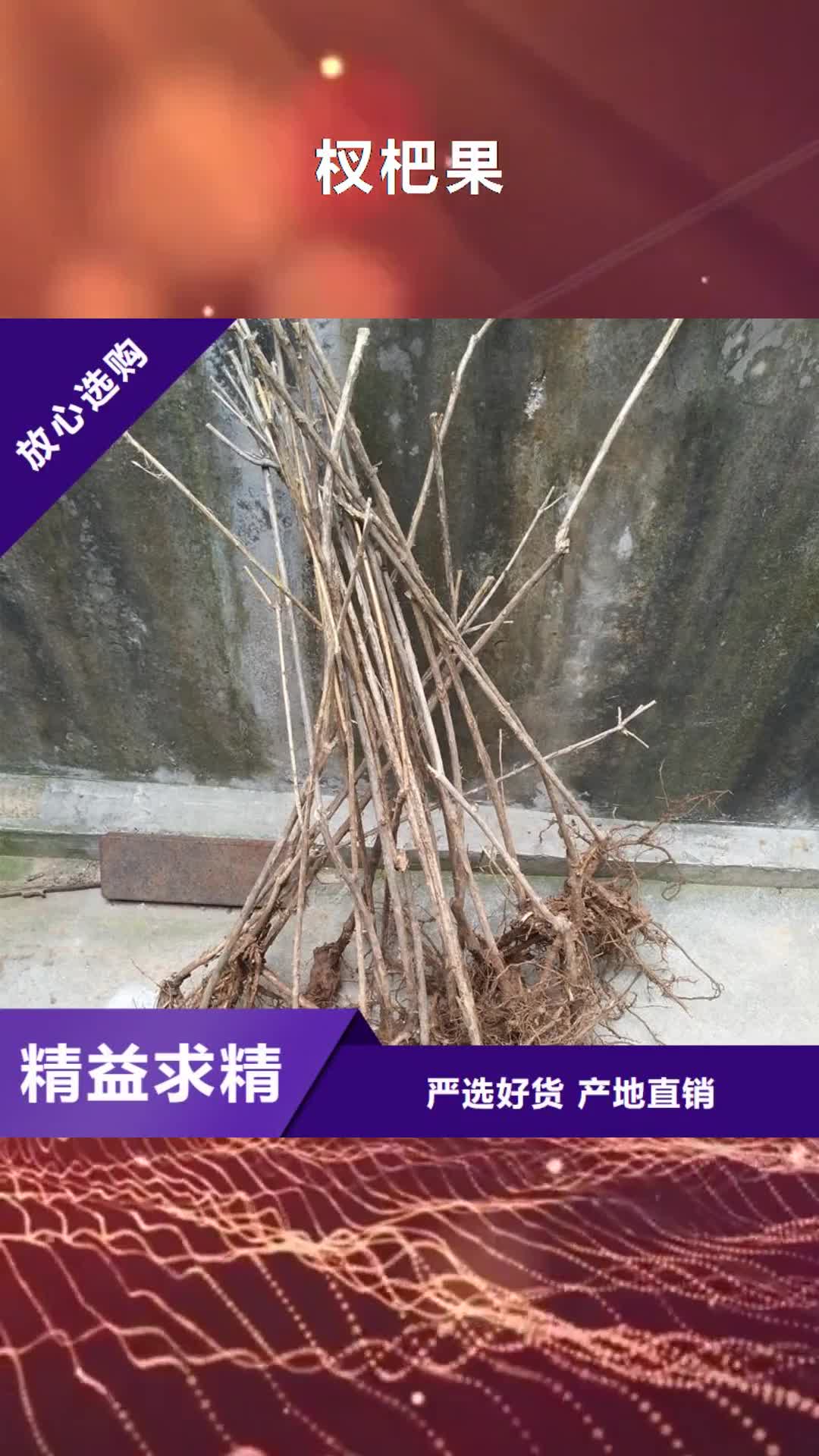 【天水 杈杷果蓝莓苗品质有保障】