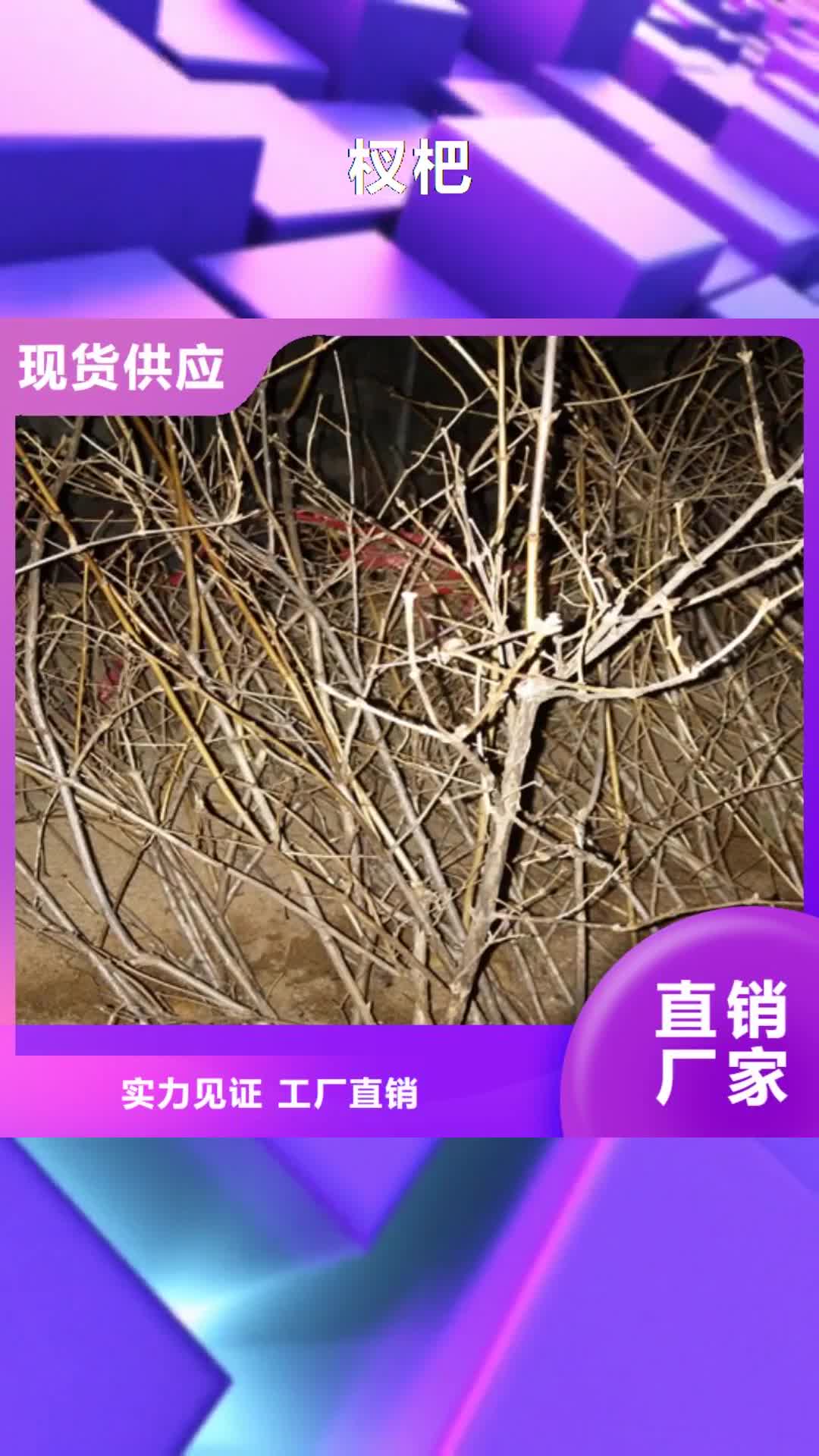浙江【杈杷】 梨树苗厂家拥有先进的设备