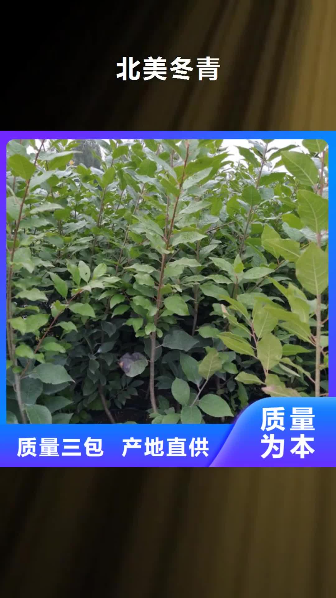 梅州【北美冬青】杏树苗主推产品