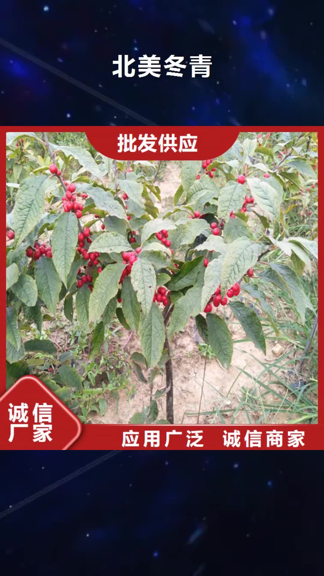 呼和浩特【北美冬青】_樱桃苗放心得选择
