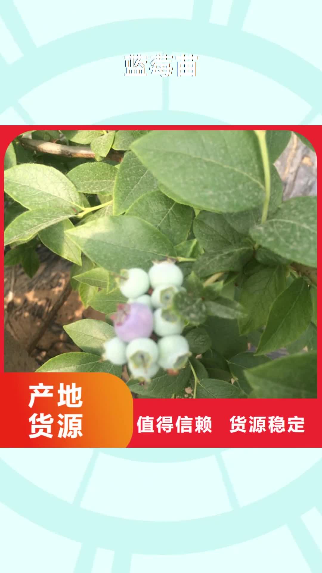 齐齐哈尔【蓝莓苗】-桃树苗现货快速采购