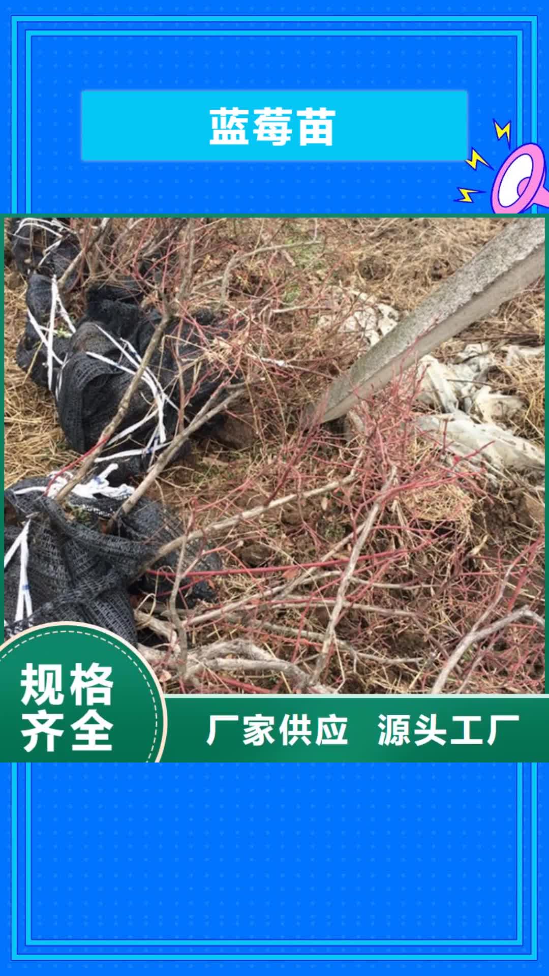海口 蓝莓苗_【桃树苗】48小时发货