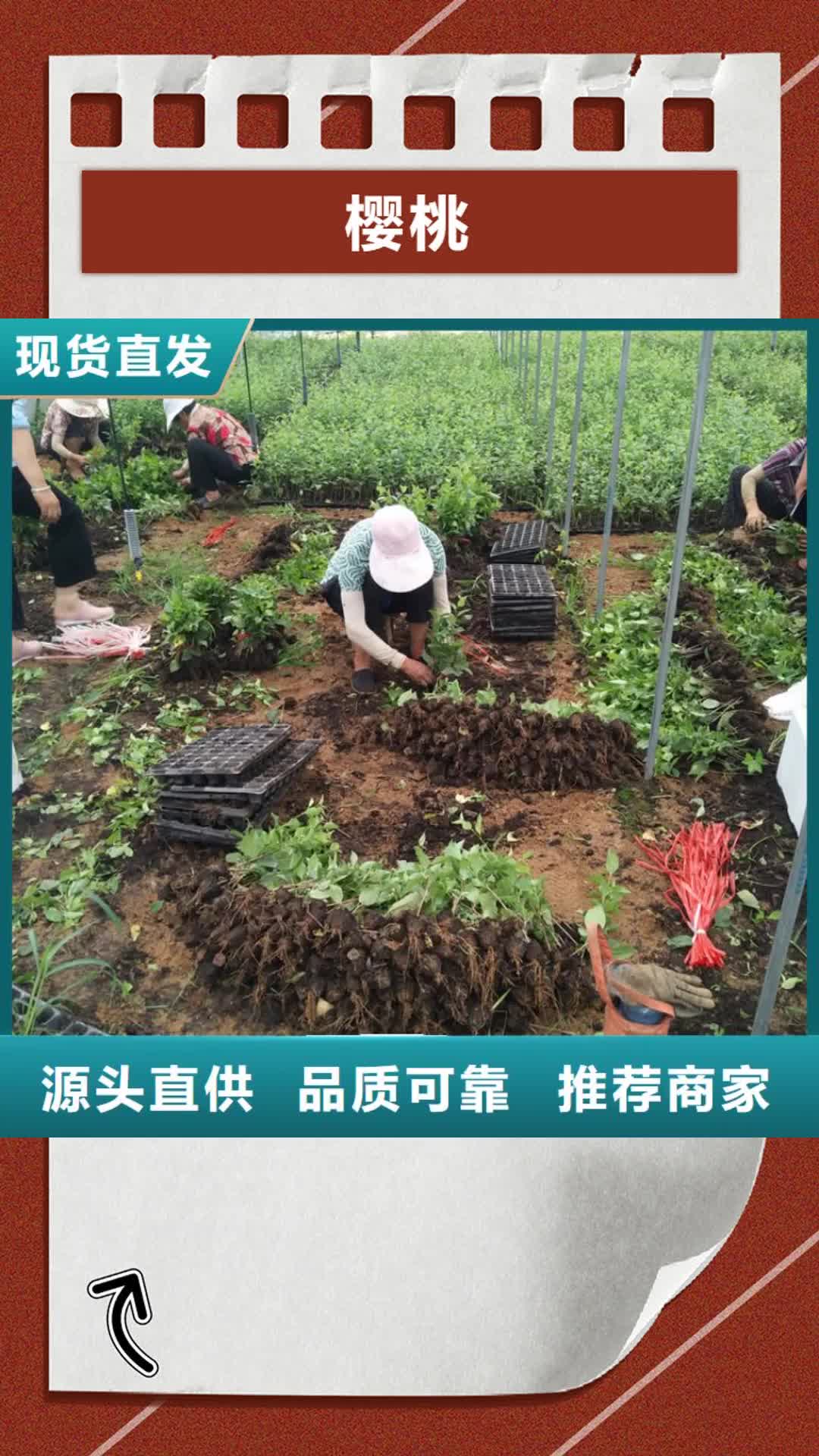 宁德【樱桃】-樱桃苗诚信经营质量保证