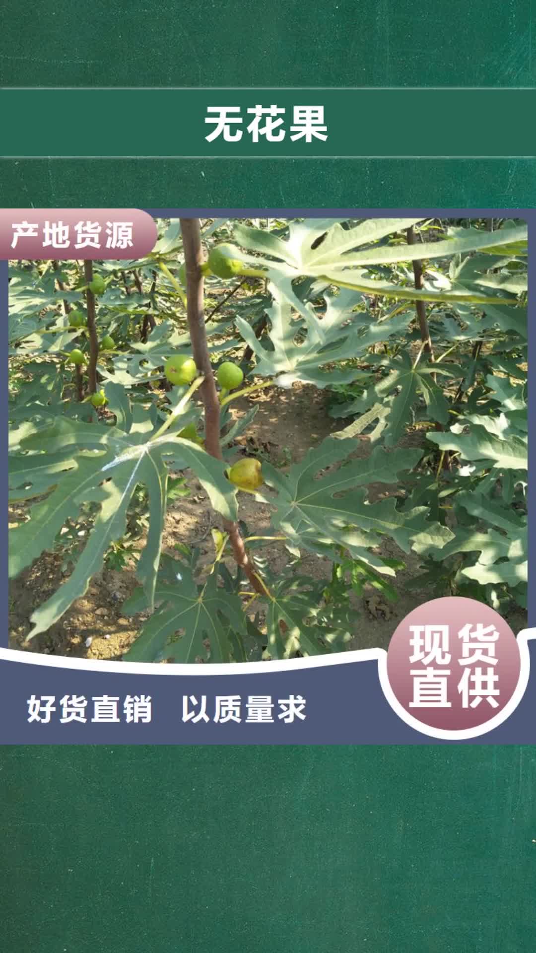 乌海 无花果 【石榴树】快速发货