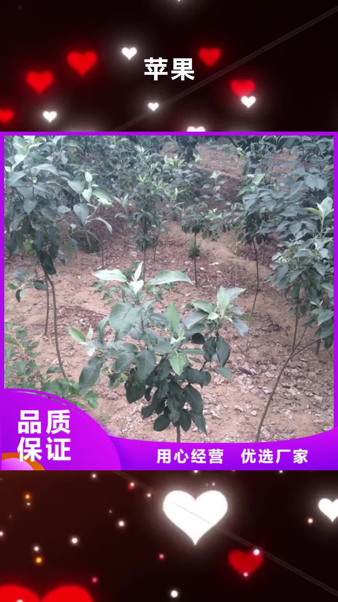 太原 苹果【李树苗】现货销售