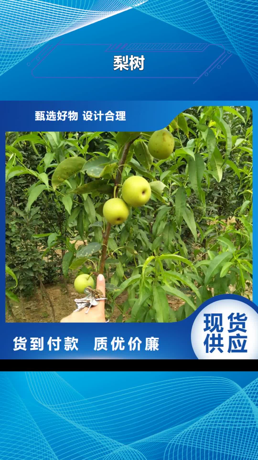 永州【梨树】 樱桃苗多种规格可选