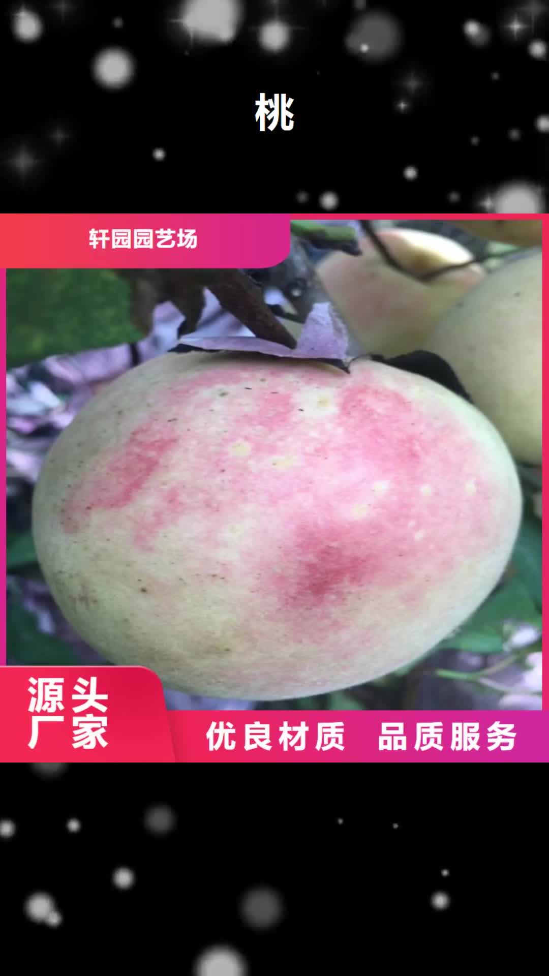 铜仁 桃-【梨树苗】一致好评产品
