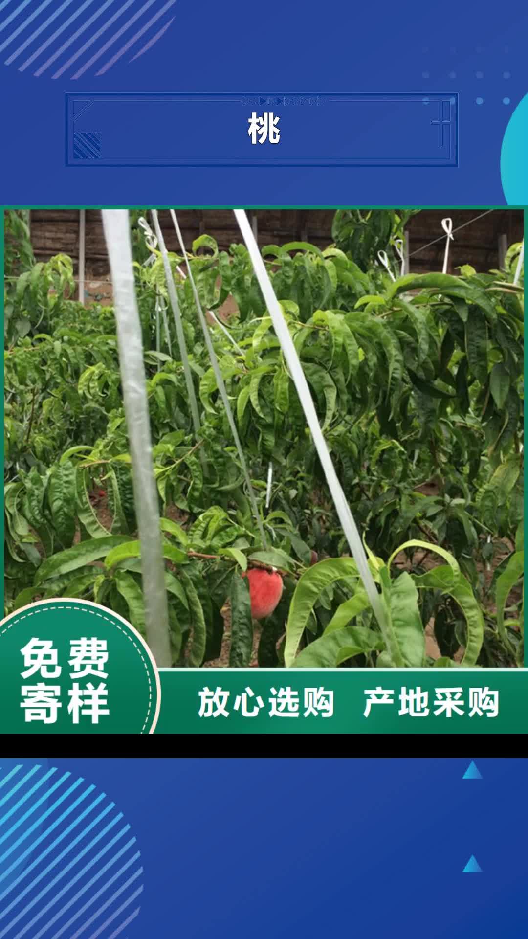 安顺 桃,【苹果苗】现货销售