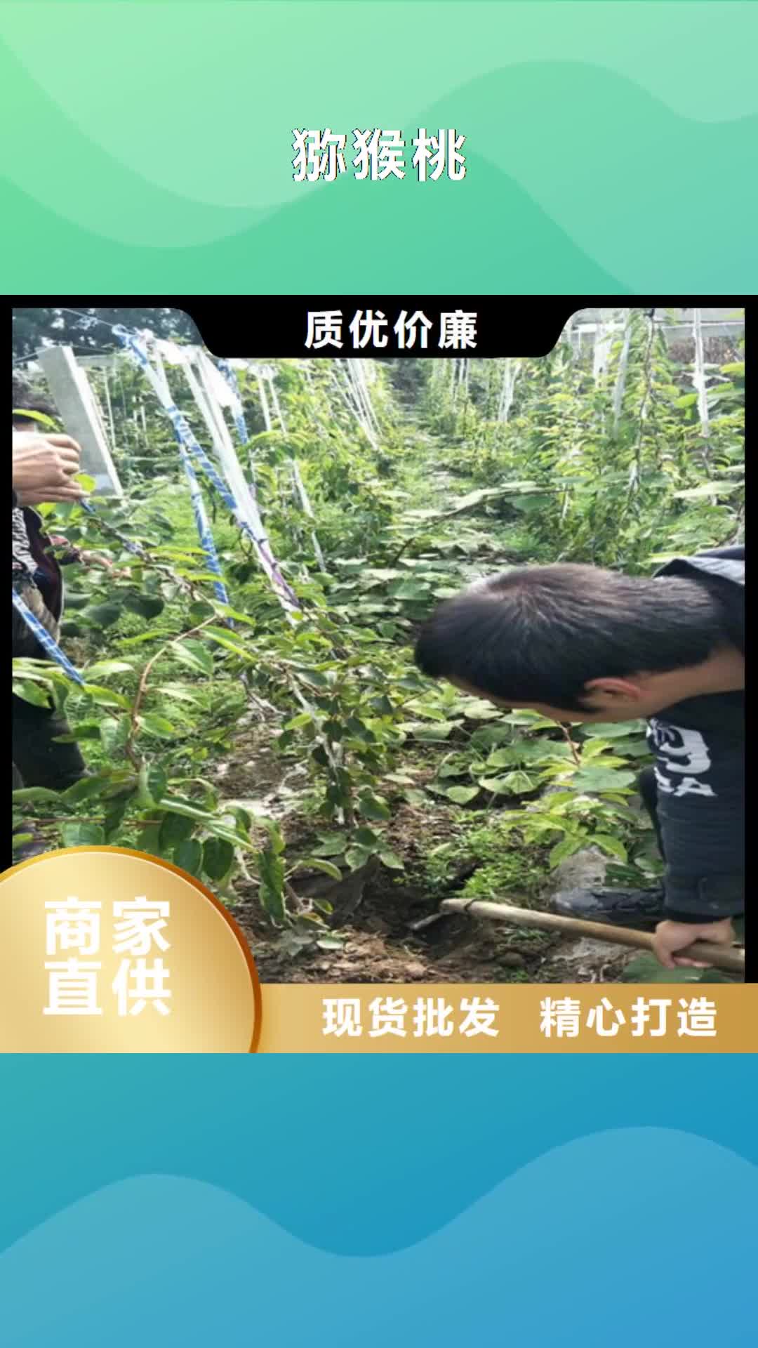 阜新【猕猴桃】_桃树苗源头厂家量大价优