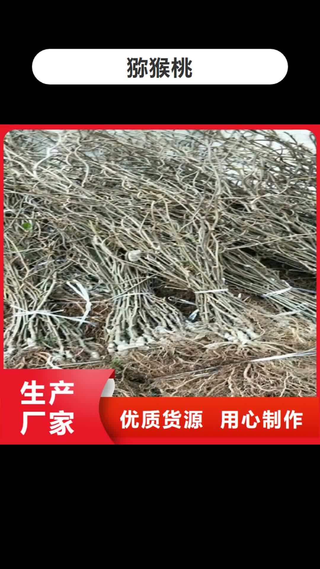 【南宁 猕猴桃 葡萄苗厂家】
