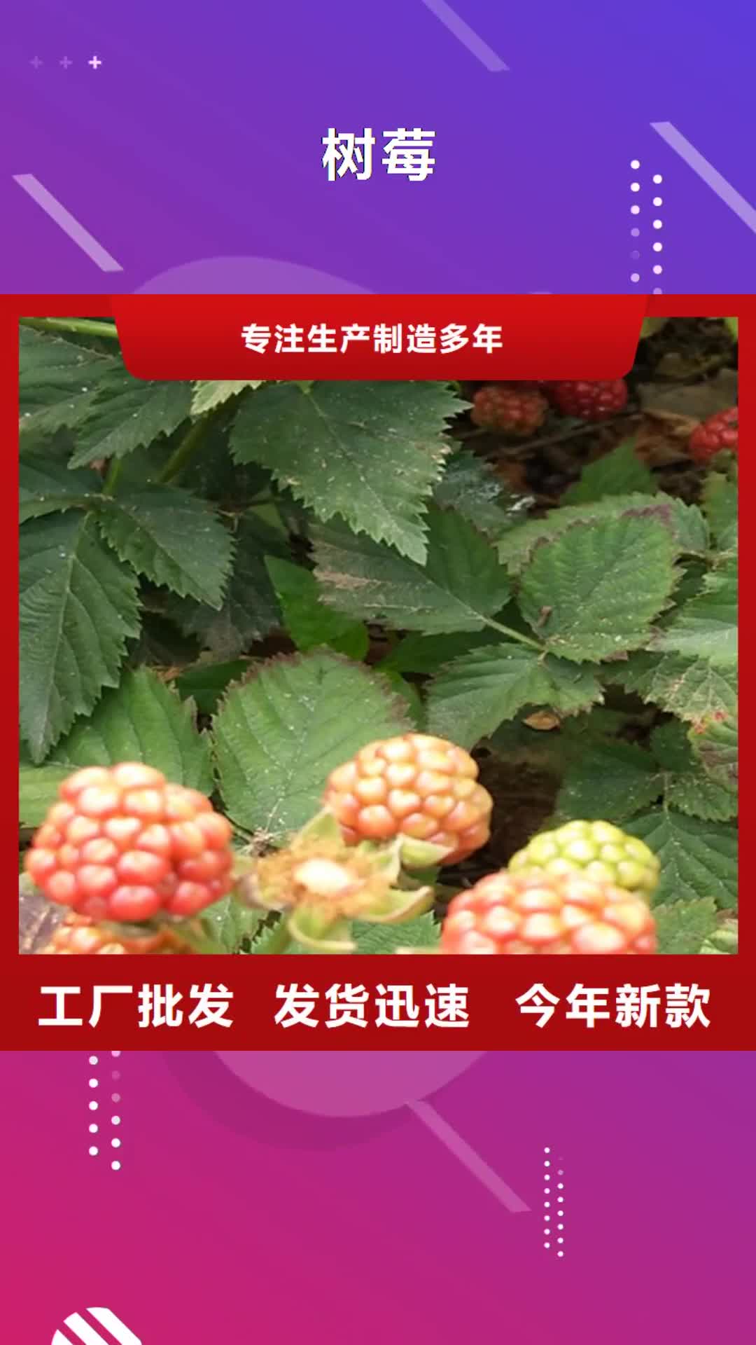巴中【树莓】,桃树苗质量看得见