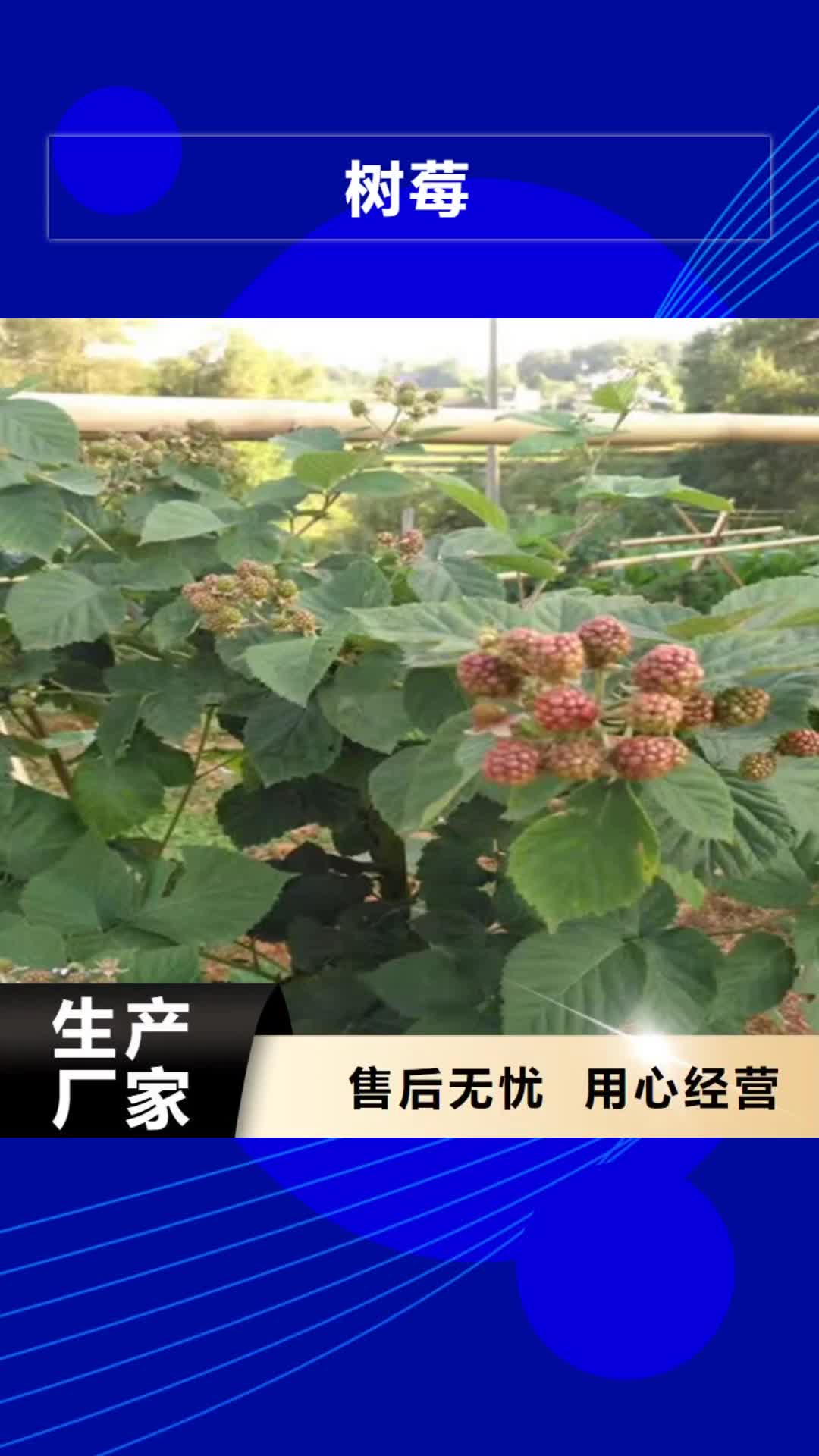 昭通【树莓】,石榴树服务始终如一