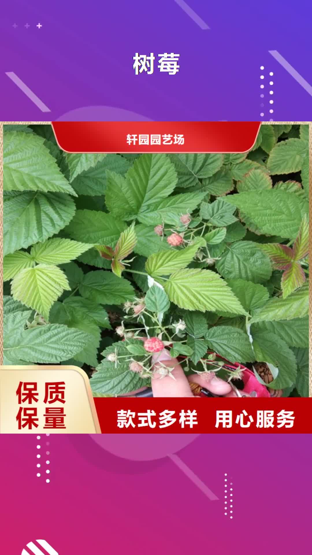 迪庆 树莓,【苹果苗】源厂定制