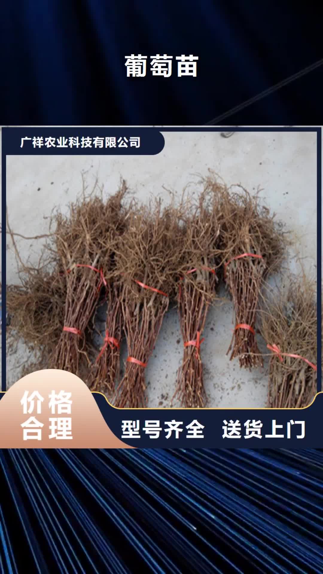 娄底 葡萄苗 【果树苗批发基地】经久耐用