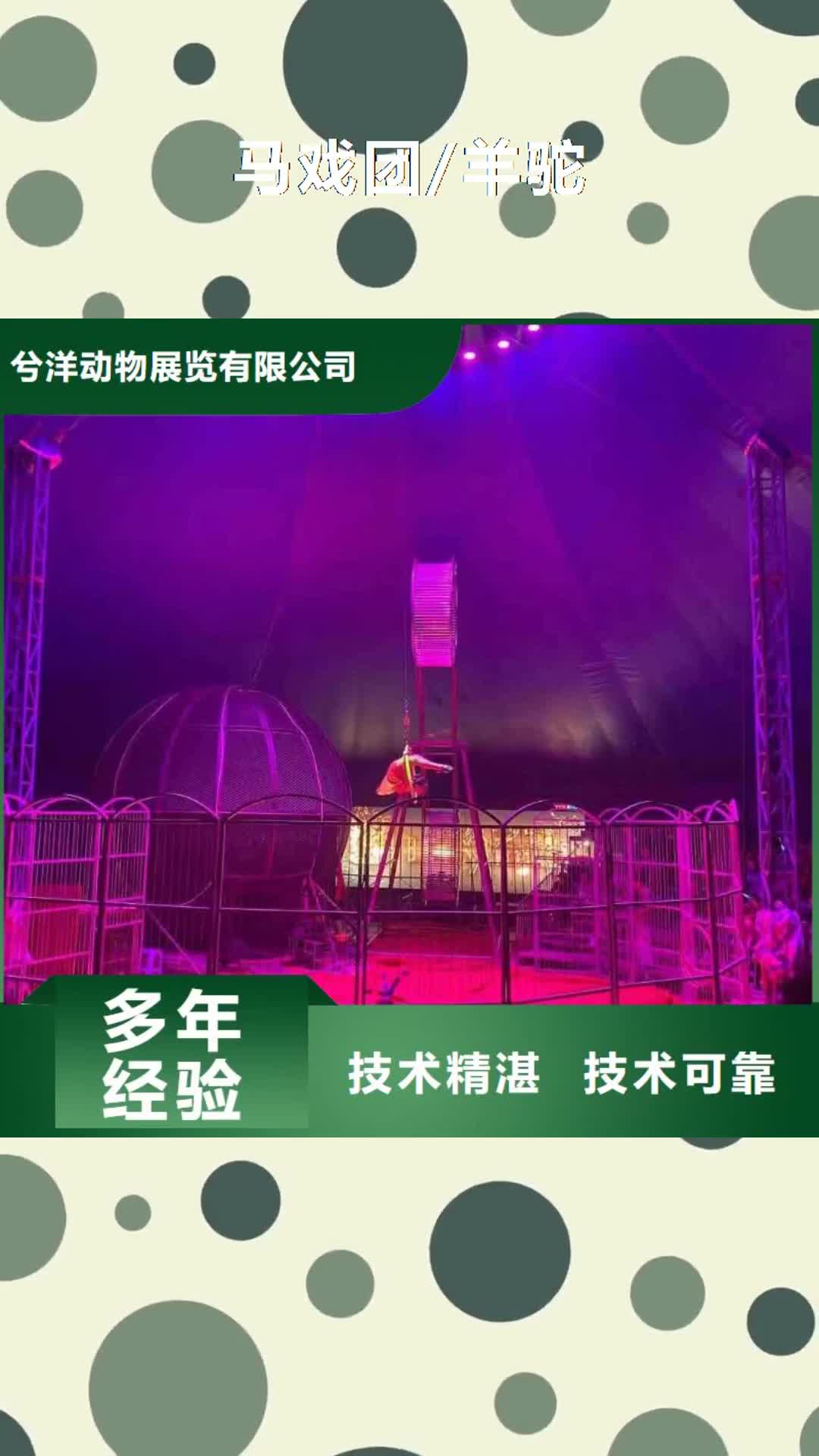 吉林马戏团/羊驼-【海狮表演出租】技术可靠