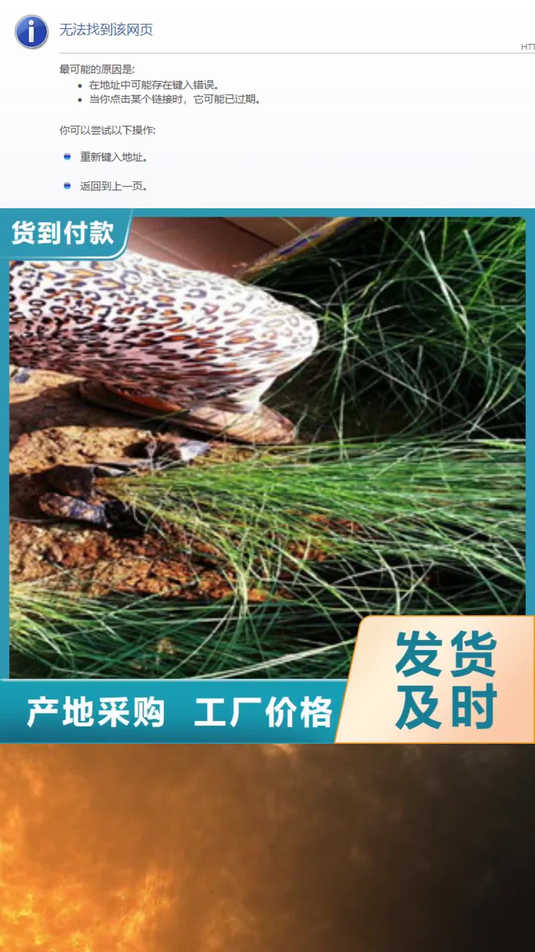【嘉峪关 时令草花-水生植物/荷花睡莲厂家】